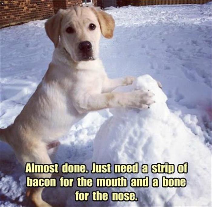 30 Funny animal captions - part 43, funny animal pictures with captions, funny captioned picture