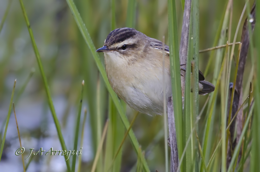 Carricerín común, Acrocephalus schoenobaenus, Sedge Warbler Carricerín común, Acrocephalus schoenobaenus, Sedge Warbler