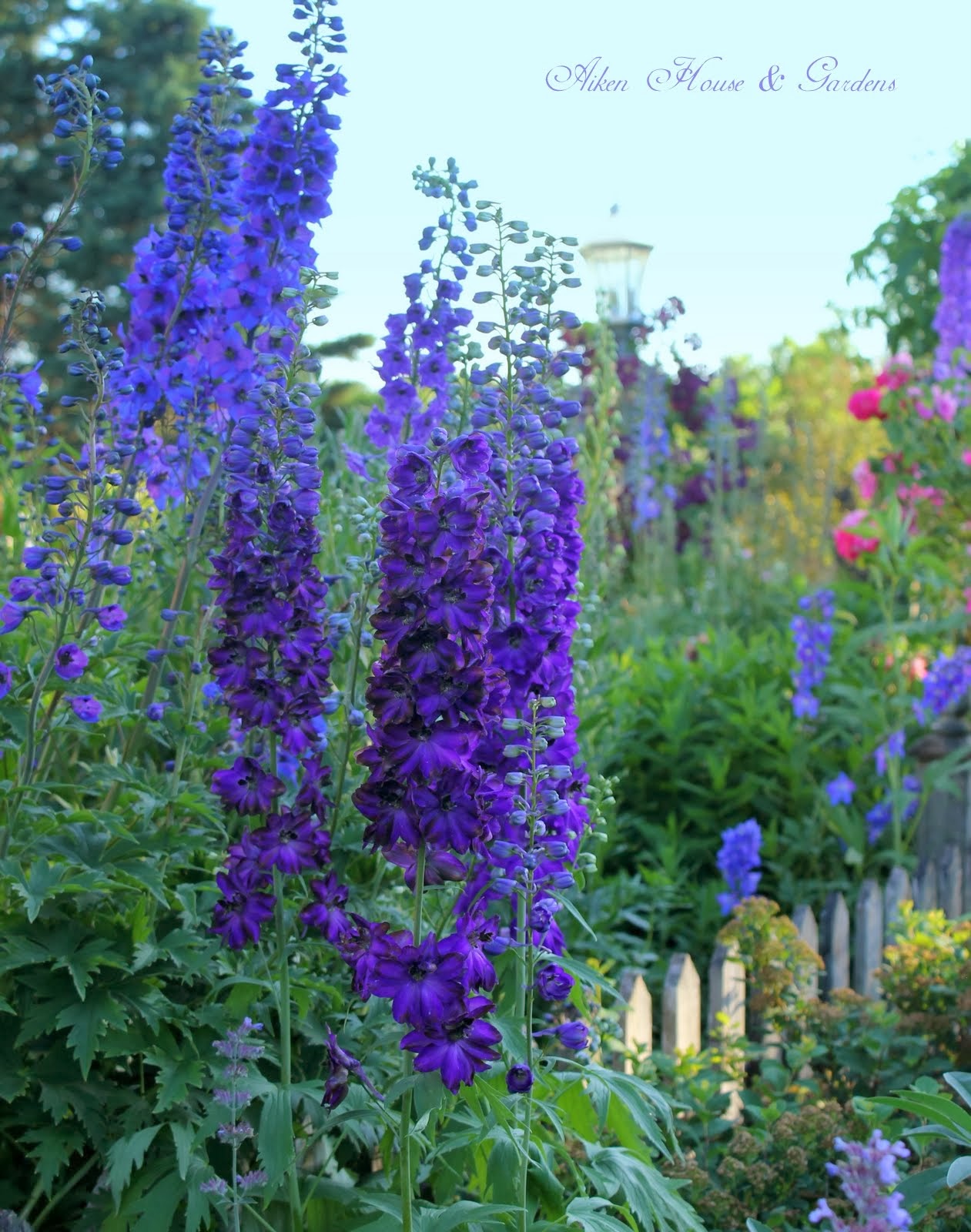 Planting Ideas Garden Design