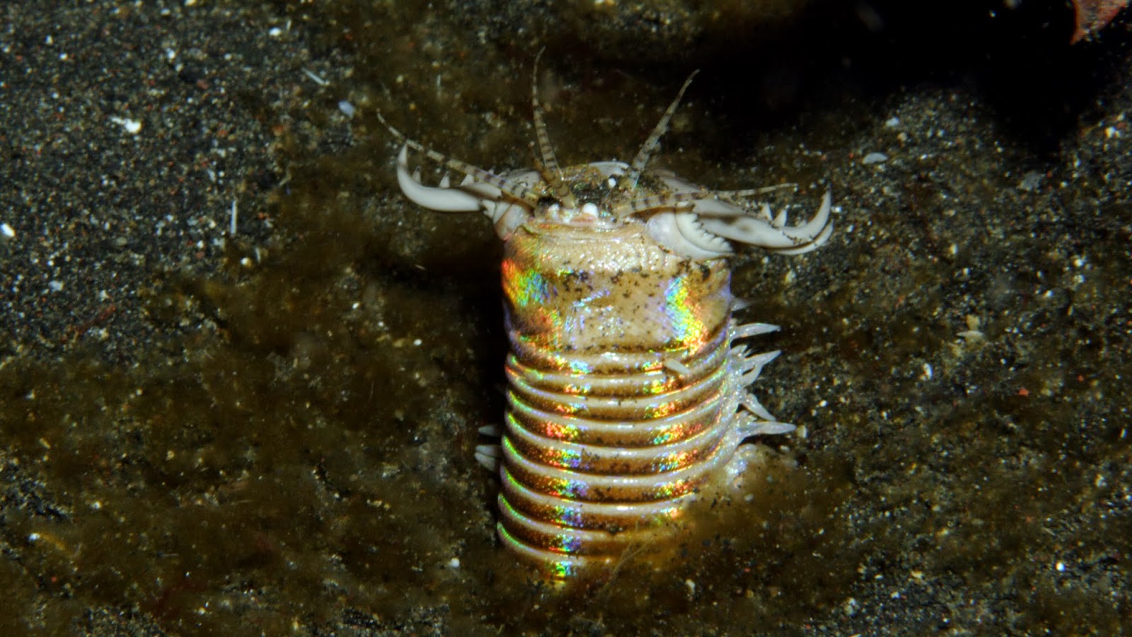 Bobbit Worms Are Pure Nope So Why Would You Want To Catch One I