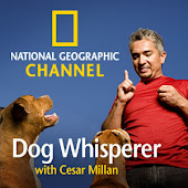 Cesar Millan's JonBee Episode on The Dog Whisperer