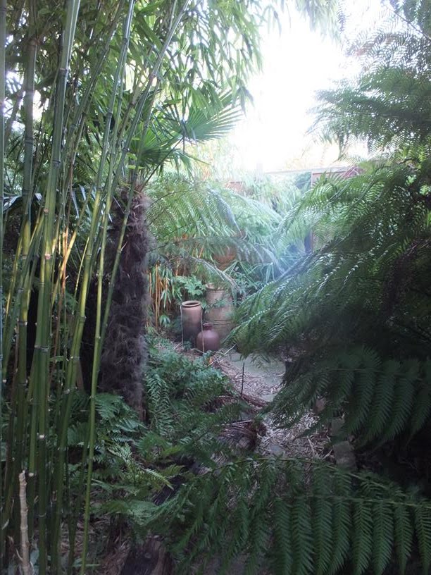 Alternative Eden Exotic Garden Late December at Alternative Eden