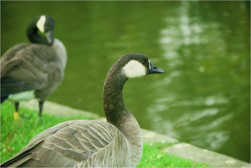 Bird Hybrids Swan Goose x Canada Goose