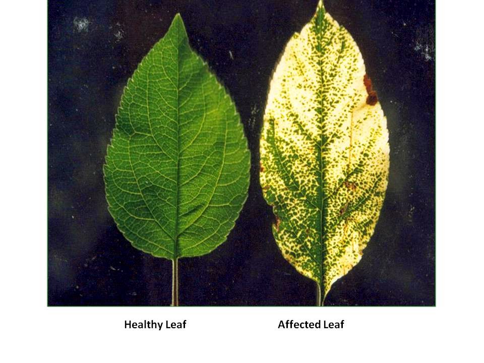 MOSAIC DISEASE, APPLE ASIA NEW VIRUS