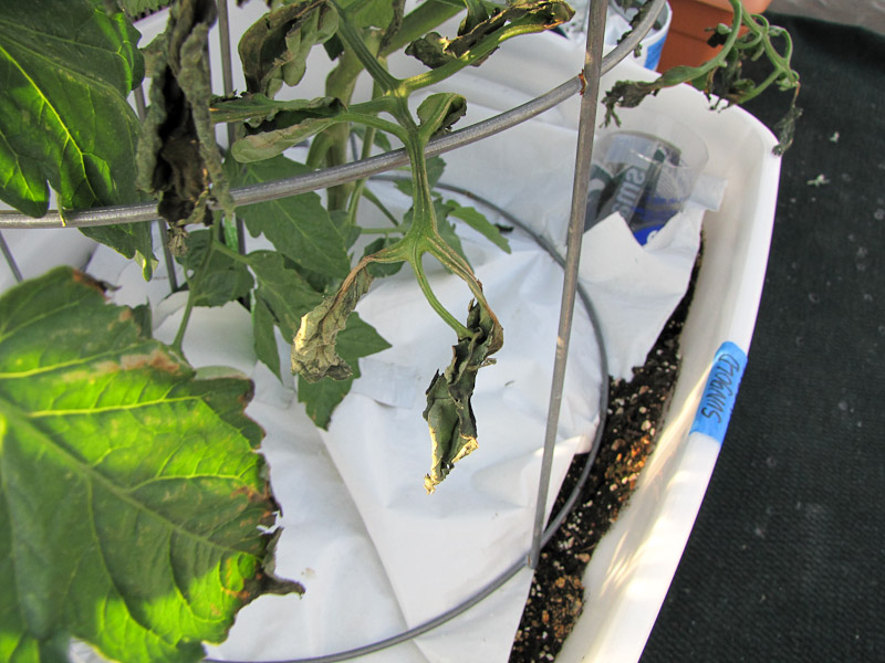 heat stress wind burn on plants heat stress wind burn on plants