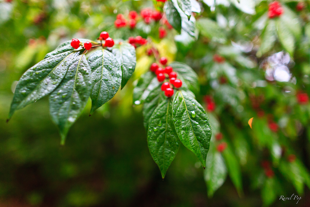 Nessy Designs Leatherleaf Mahonia