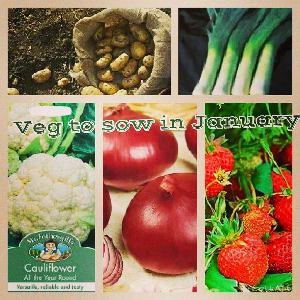 Sowing in January kitchen garden and allotments