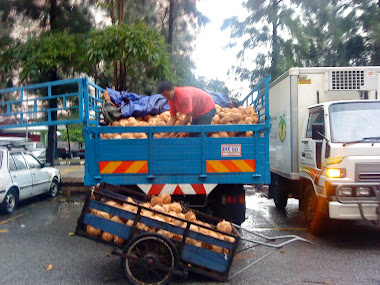 KELAPA BARU SAMPAI........