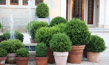 Garden Musings Beware Of Boxwoods