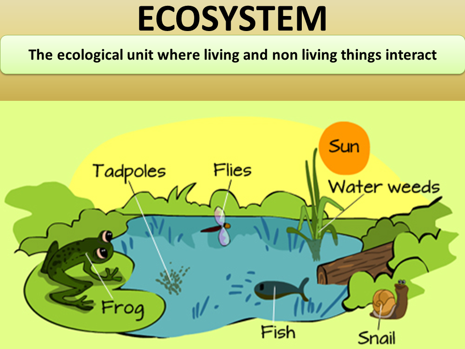 Grade 10 Chapter 5 ORGANISMS AND THEIR ENVIRONMENT