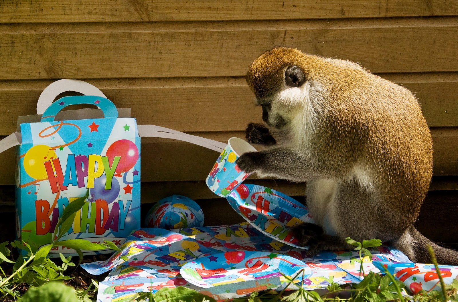 Dartmoor Zoo Happy Birthday DZP