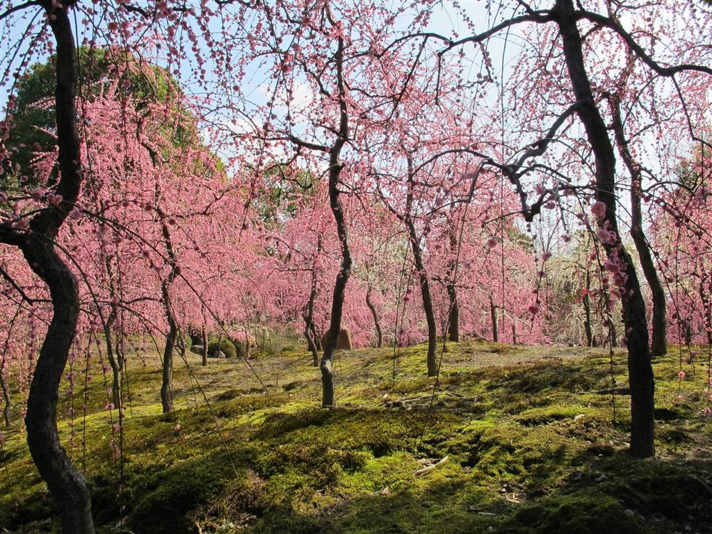 Ten Thousand Things Vernal Equinox in Kyoto Weeping Plum Blossoms at