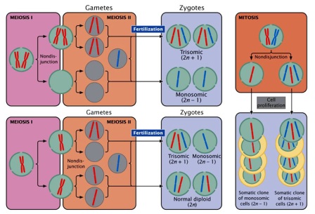 Meiotic and Mitotic Non disjunction