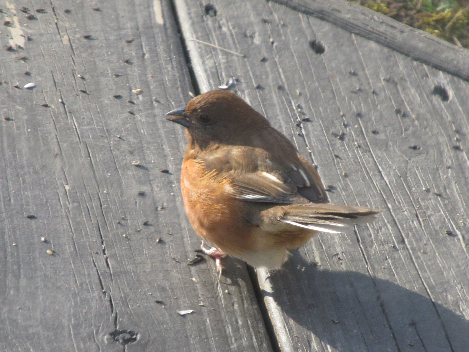 Nesting Ranch Birds photos in April and May with our new Deer Proof