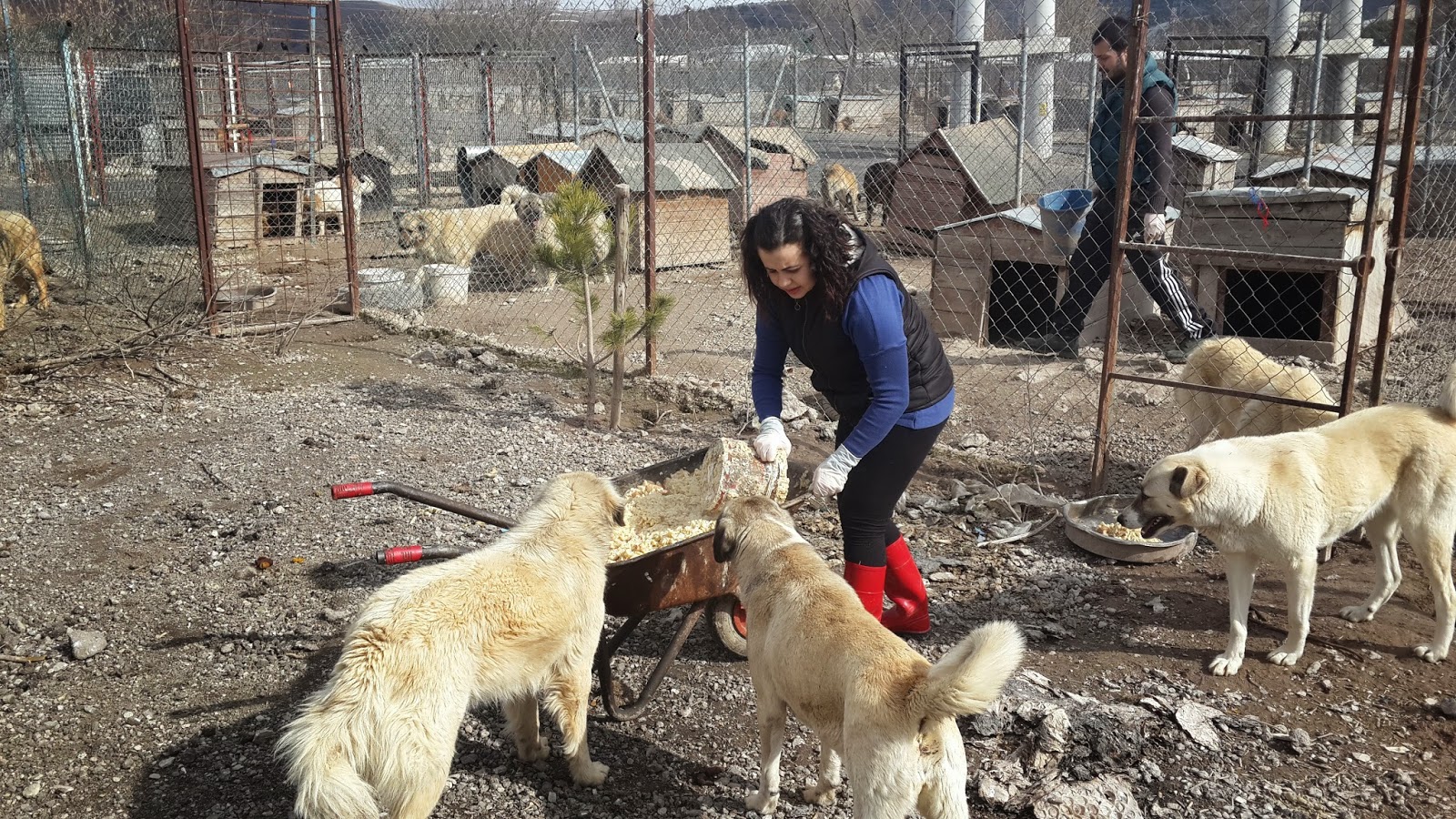 Evsiz hayvanlar bir kişinin sorumluluğundadır Evsiz hayvanlar bir kişinin sorumluluğundadır