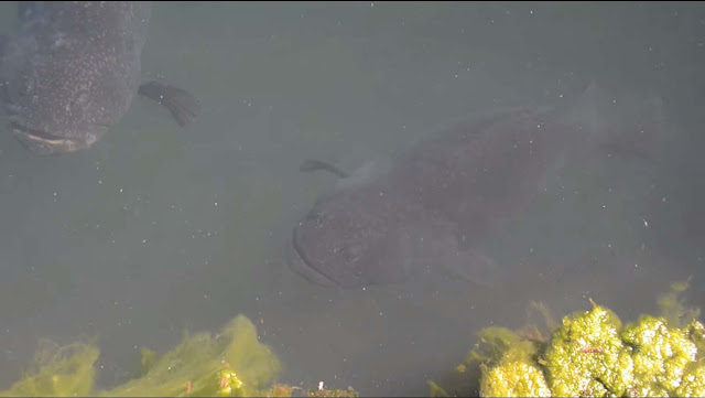 Giant Groupers are being take care on SEAFDEC Guimaras