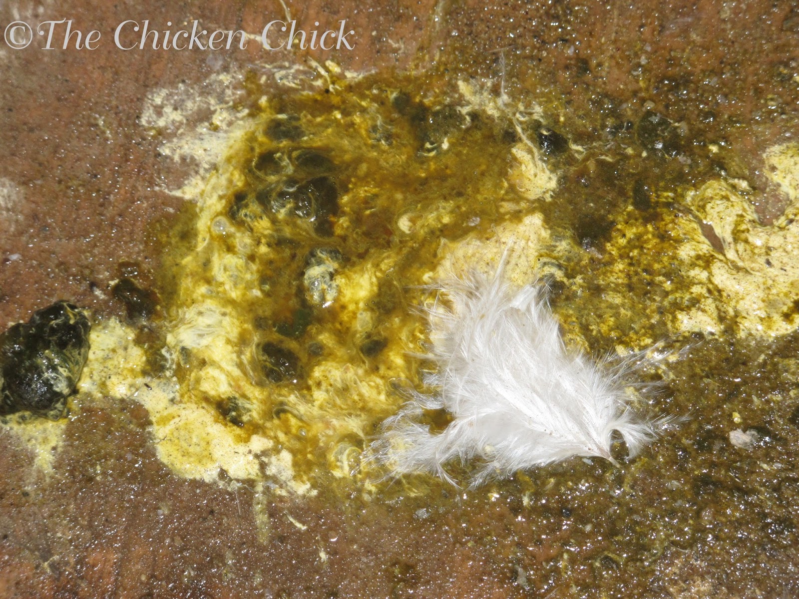 What's the Scoop on Chicken Poop? The digestive system examined. The Chicken Chick®