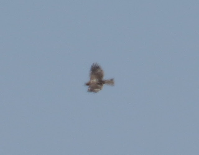 Gibraltar Buzzard - Spain