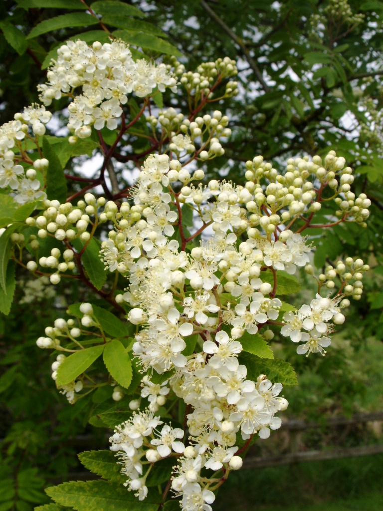 Kelli's Northern Ireland Garden Flowers, Fruits and Tree Advice?