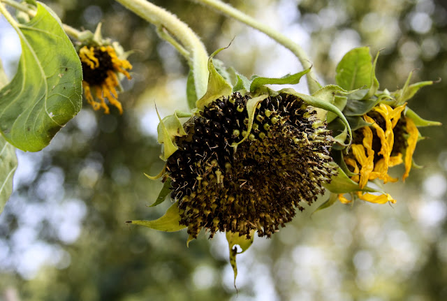 summer, autumn, sunflowers, sunflower seed heads, Anne Butera, My Giant Strawberry