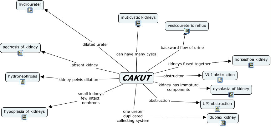 Nephron Power Concept Map Of Cakut