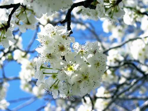 அழகான பூக்களுடன் நீரூற்று Spring+nature+pictures-1