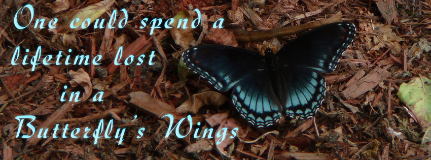 Beautiful Butterfly Facebook Timeline Cover ~ Hindi Sms, Good Morning