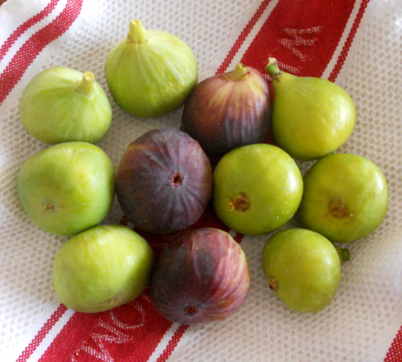 A Kitchen Garden in Kihei Maui Growing Potted Fig Trees in Kihei