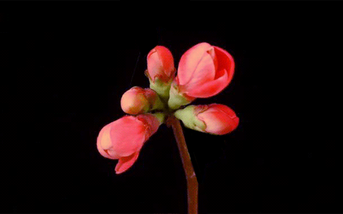 blooming flower animation wallpaper beautiful desktop hd blooming flower animation wallpaper beautiful desktop hd