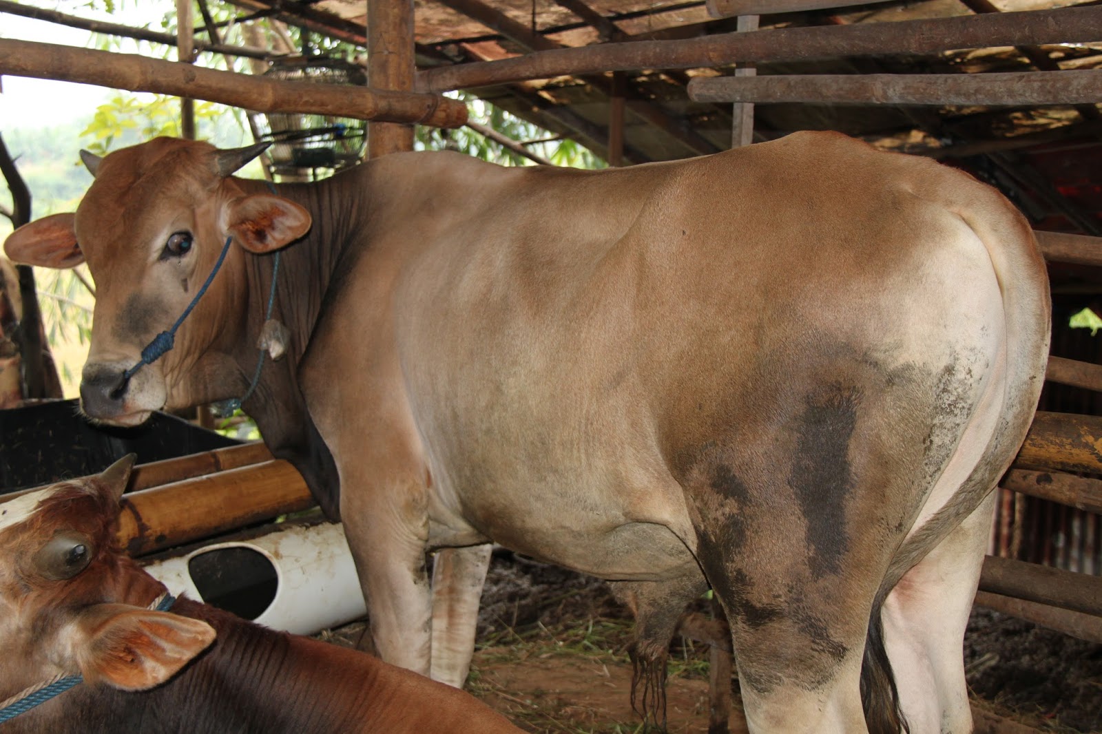 Kelompok Tani Ternak &quot;SatoAji&quot; FOTO TERNAK