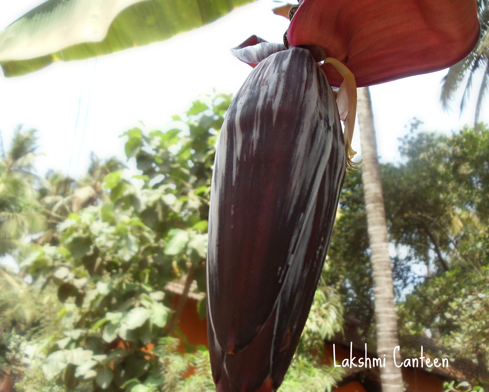 Lakshmi Canteen Bondi Chutney (Banana Blossom Chutney)