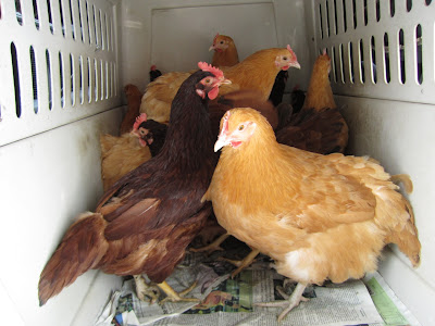 Buff Orpington, Rhode Island Red laying hens
