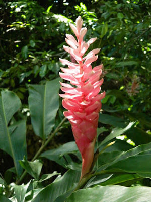 Red ginger Alpinia purpurata  at Diamond Botanical Gardens Soufriere St. Lucia by garden muses-not another Toronto gardening blog
