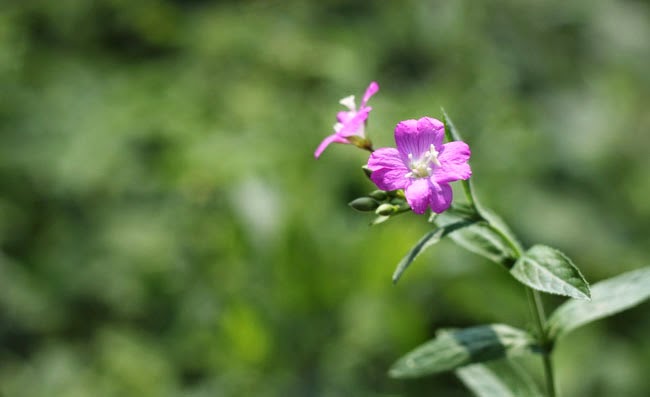 Great Willowherb Flowers Pictures Great Willowherb Flowers Pictures