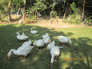 A gaggle of Geese on the resort estate.