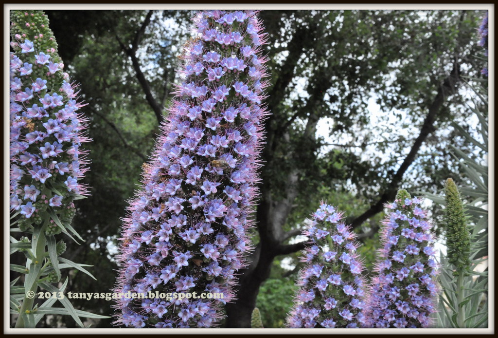 MySecretGarden April Blooms in Central California