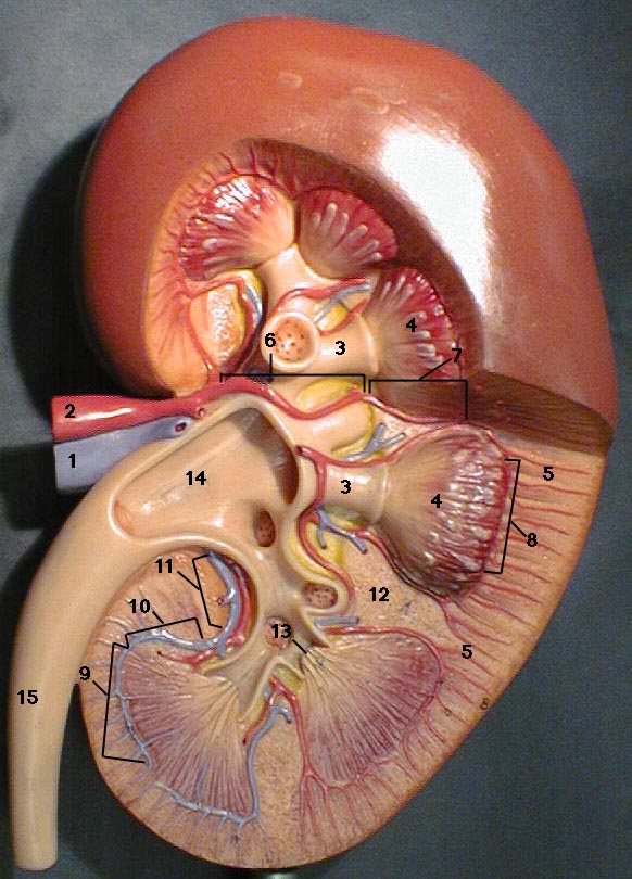 Organs Kidney