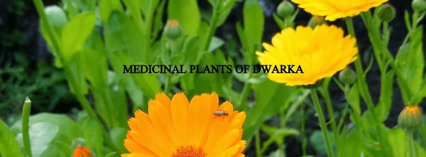 MEDICINAL PLANTS OF DWARKA