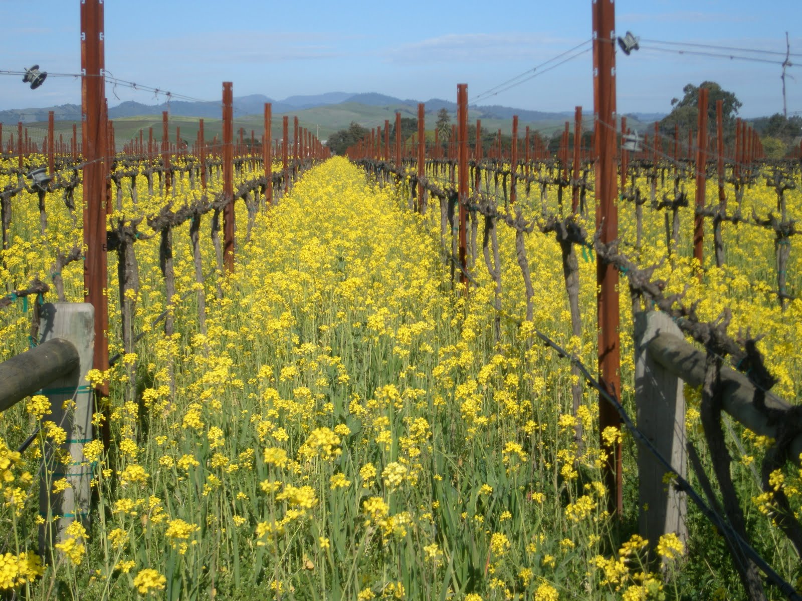 Malka In The Closet SPRING IN NAPA VALLEY