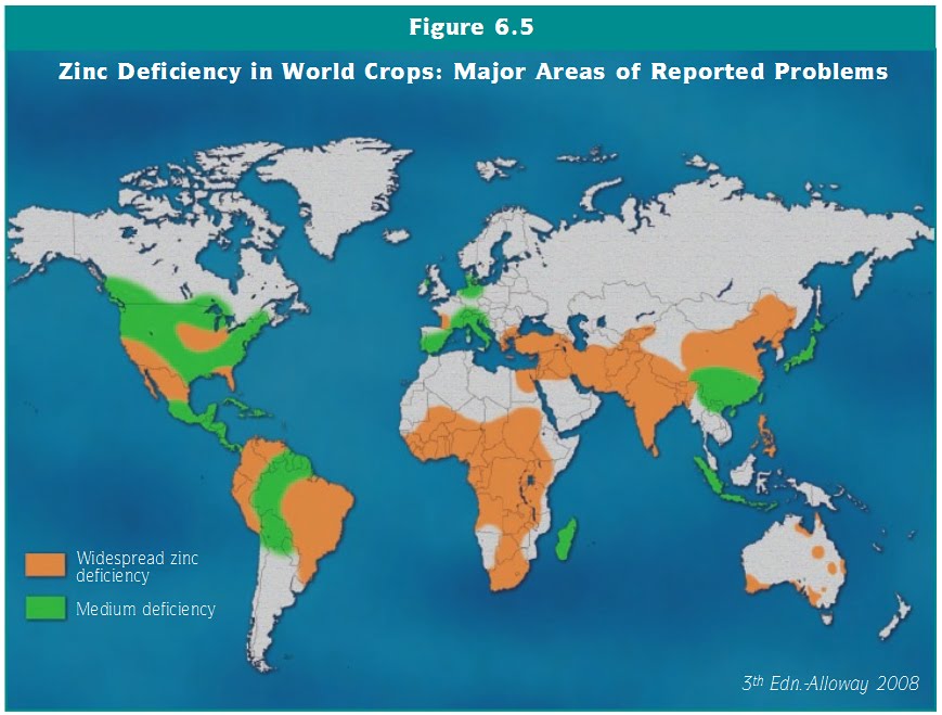 Fanatic Cook Older People And Vegetarians Risk Zinc Deficiency