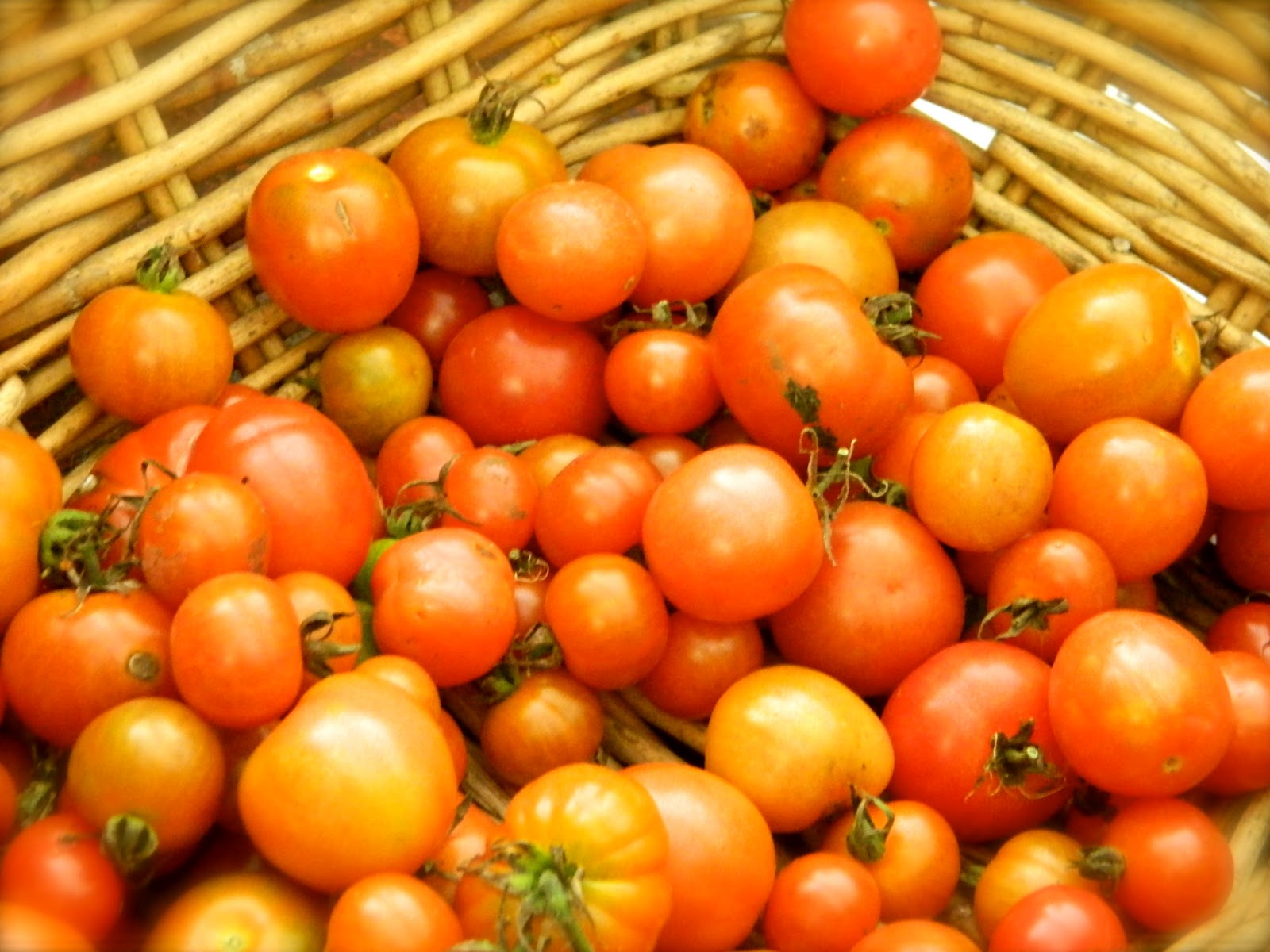 Dashes of Love Thermomix Tomato Paste