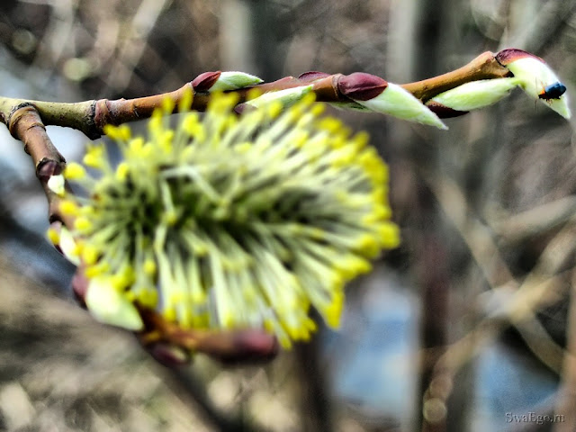 Весенняя верба
