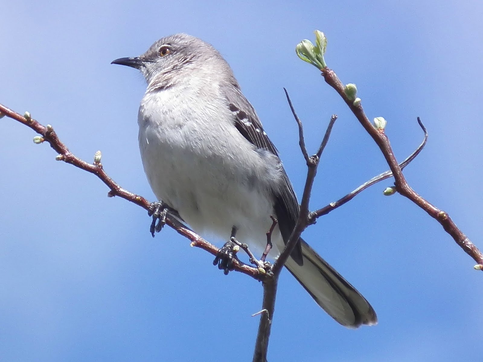 Warren's Blog Northern Mockingbird