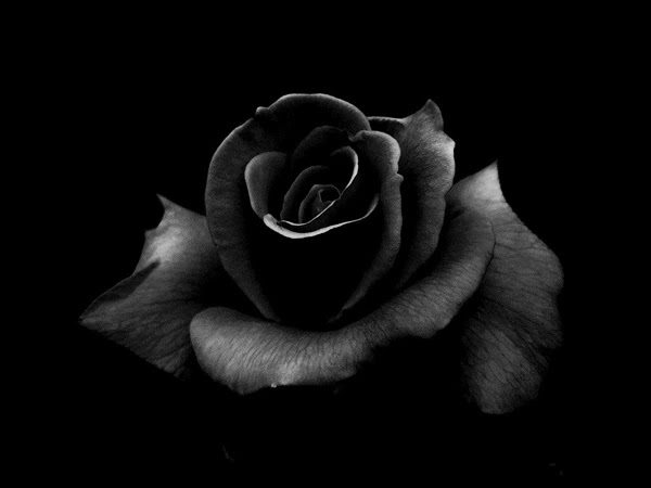 Imagenes Negras En Facebook | fotos rosas negras para facebook imagui Imagenes Negras En Facebook | fotos rosas negras para facebook imagui