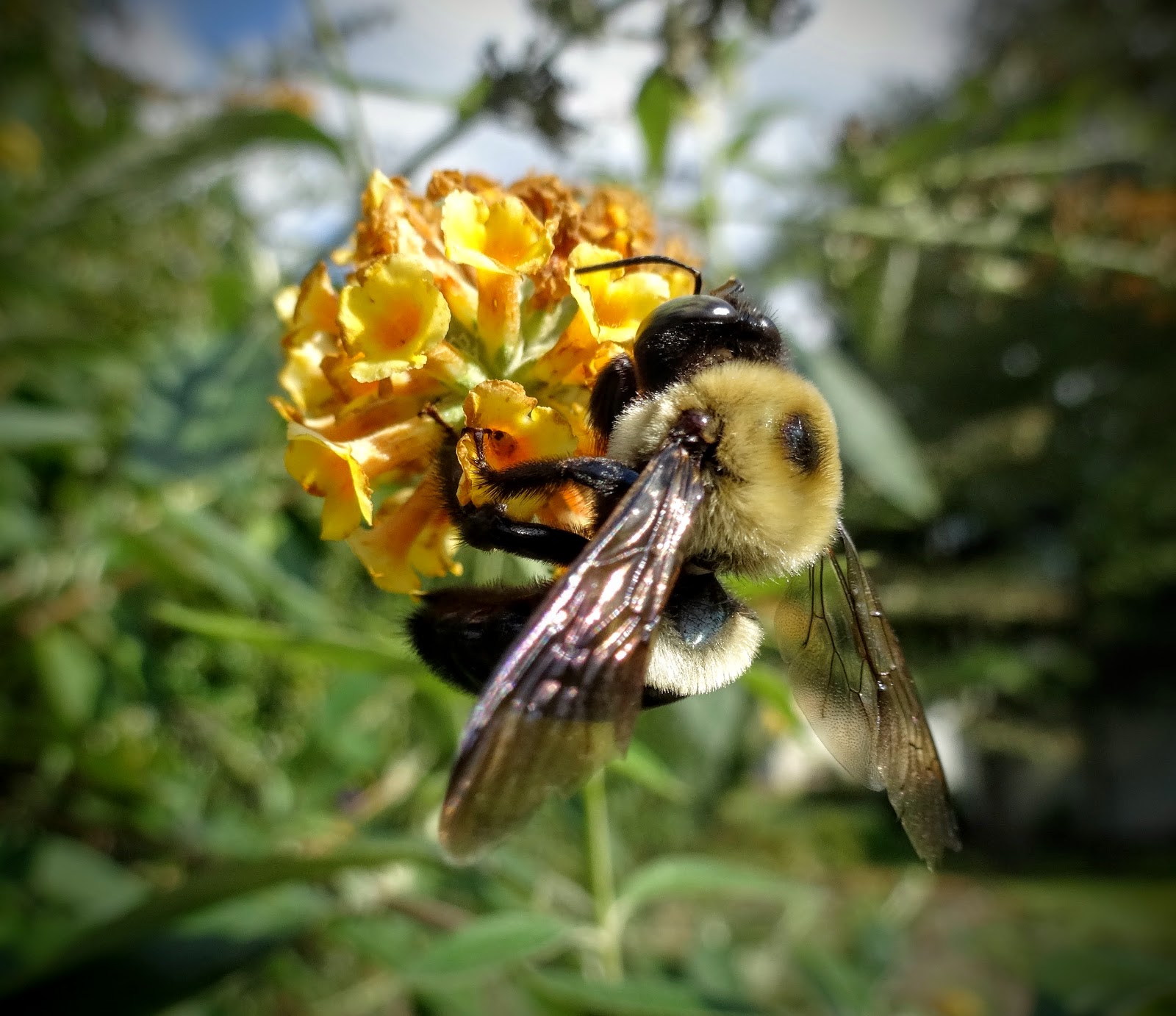 Love, Joy and Peas Bees and Butterflies on Butterfly Bushes