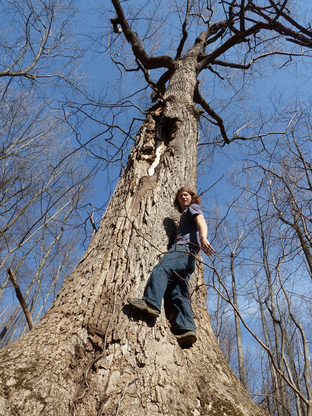 tree climbing equipment