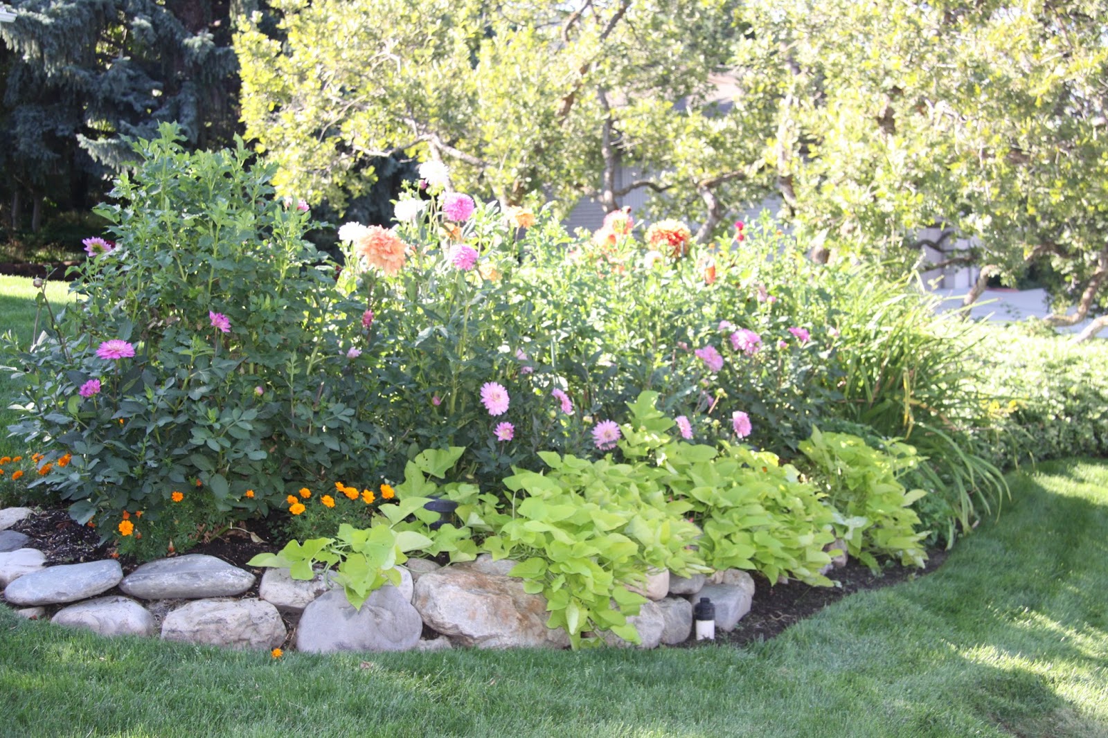 Utah Dahlia Society Megan S Garden