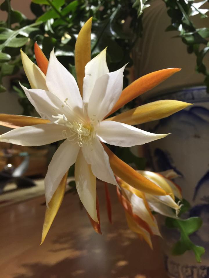 [Image: me-viet-o-duc-tiet-lo-bi-quyet-trong-quy...-hoa-9.jpg]