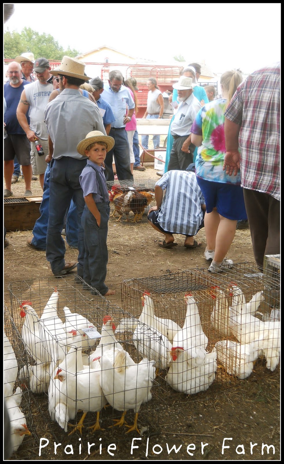 Prairie Flower Farm Yoder Chicken Auction....so much fun!