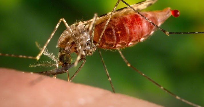 Contoh Makalah Kamboja “Hotspot” Jenis Parasit Malaria